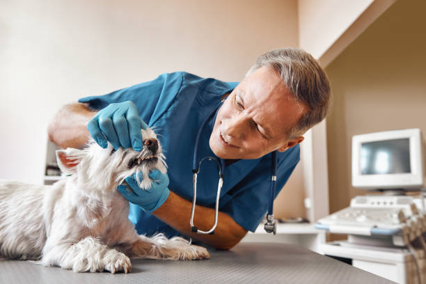 Best Emergency Dentist for Knocked-Out Tooth in Goshen, AR
